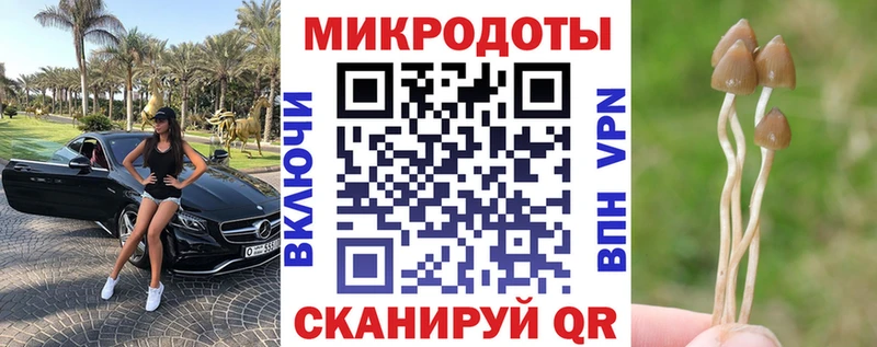 Галлюциногенные грибы Psilocybe  Сусуман 